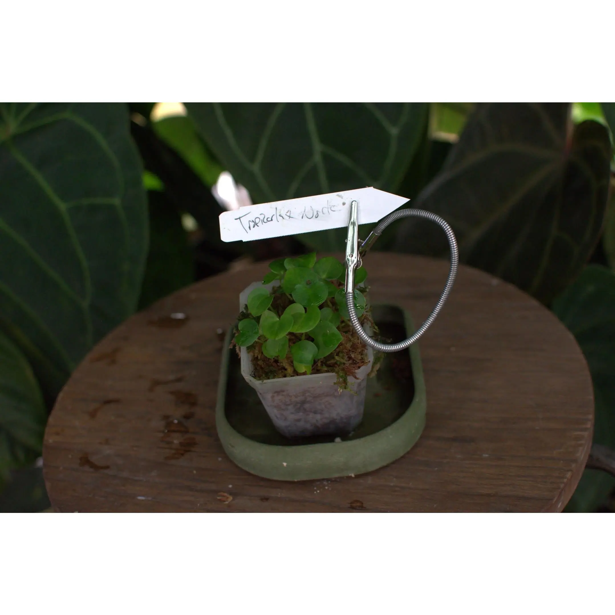 Anthurium carlablackiae "Tropicarla" x magnificum "Norte"