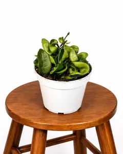 4" Hoya Compacta 'Hindu Rope', Live Houseplant, Indoor Plant