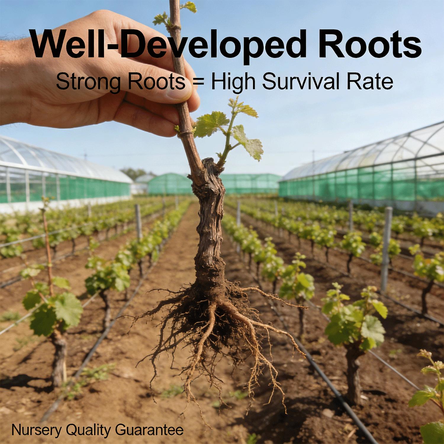 Sweet Sapphire Moonlight Tear Grape Vine Starter Plant – Easy Grow Blue Table Grapes for Home Garden, Climbing Fruit Vine for Patio, Arbor & Vertical Gardening