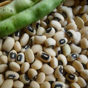 California Blackeye Cowpea (Vigna unguiculata 'California Blackeye') Organic Seeds – Productive Black-Eyed Pea, Excellent for Cover Crops and Edible Beans