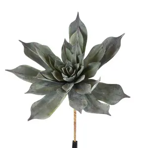 Jade Echeveria Plant