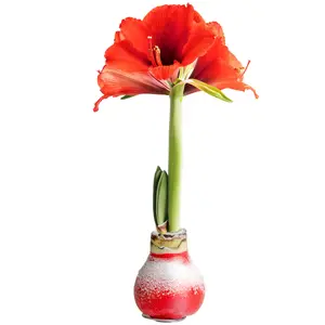 Amaryllis Bulb - Live Plant with Red Flower Blooms, Easy to Grow Indoor Outdoor House Plant, Christmas Holiday Decoration