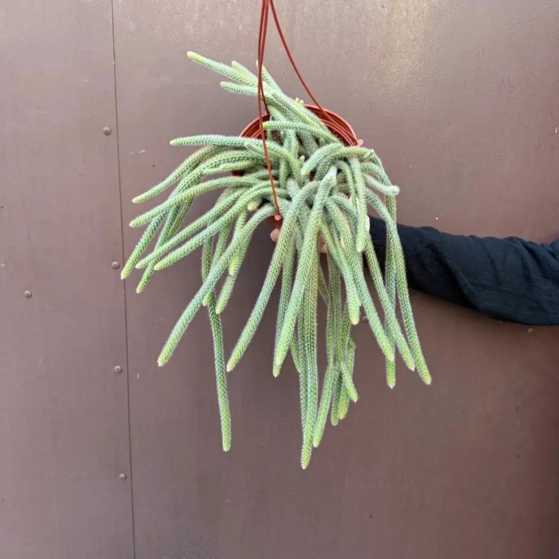 Rat Tail Cactus Plant | 6”