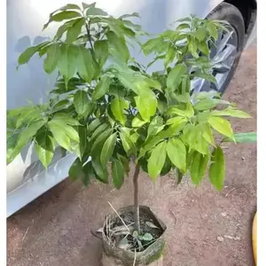 Lychee tree seedling fruit tree - easy to care for, tropical fruit tree, can be planted in spring