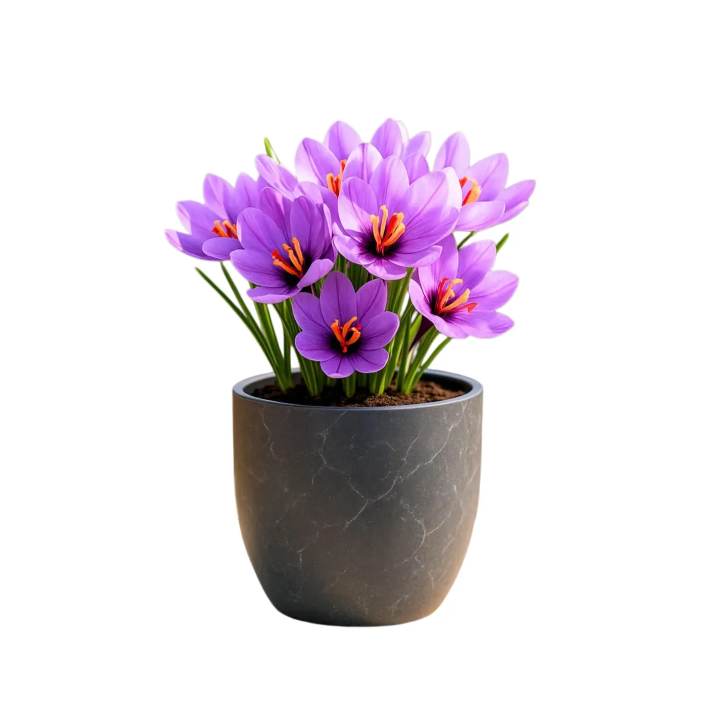 Premium Saffron Crocus Bulbs for Planting, Easy-Growing Perennial Garden Plant for Home Outdoor Spaces