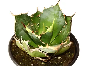 Agave Titanota Hakugei 6" Potted Live Plant - Agave titanota - White Whale Agave - Ferocious White Spines - Elite Collector's Succulent - Architectural Rosette - Statement Desert Specimen - Low Maintenance - Compact Masterpiece