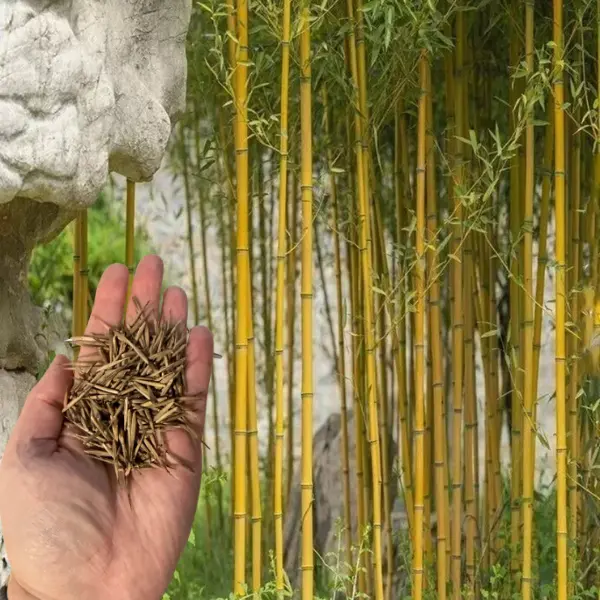 50 Golden Bamboo Seeds