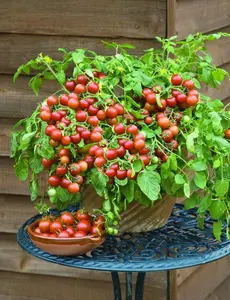 50 seeds Dwarf Cherry Falls Tomato Seeds, Good For Small Gardens and Containers. Heirloom organic
