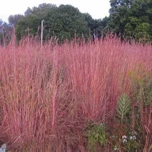 1500 Big Bluestem Grass Seeds for Planting 4.5+ Grams of Seeds Beard Grass Seeds Ornamental Native Grass xeriscape Landscaping