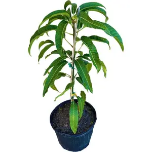 BUTTERCREAM Mango Tree