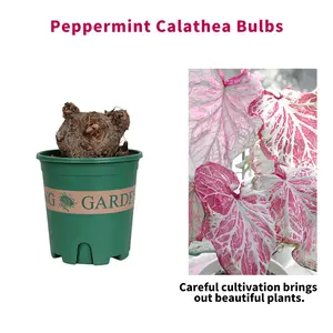 R05   Peppermint Live Herb Plant | Fresh Mint Foliage for Home & Garden
