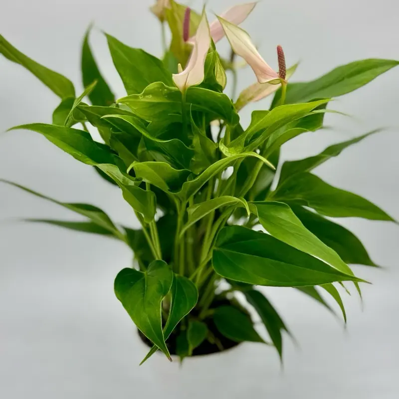 Anthurium Lilli Pink 4" Potted Live Plant with Vibrant Green Leaves and  Delicate Pink Flowers for Home Decor - TikTok Shop
