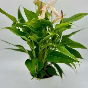 Anthurium Lilli Pink 4" Potted Live Plant with Vibrant Green Leaves and Delicate Pink Flowers for Home Decor
