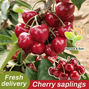 Sweet succulent dwarf cherry tree seedlings (inoculated) - local farmer's choice, same-year fruiting, low maintenance, hardy, balcony/yard/indoor/outdoor potted plants