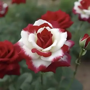 100pcs Rare Twin Red White Rose Flower Seeds for Planting - Captivating GardenBlooms Non GMO Heirloom Garden -Planting Instructions for Easy Grow