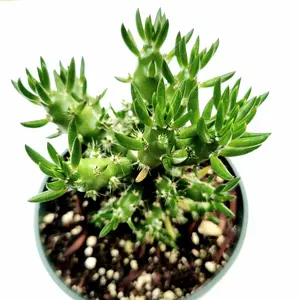 Eve's Needle Cactus - Austrocylindropuntia subulata