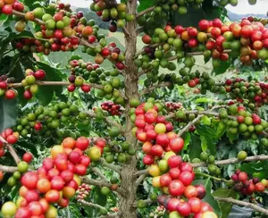 Coffea arabica Caturra | Dwarf Coffee | 20_Seeds
