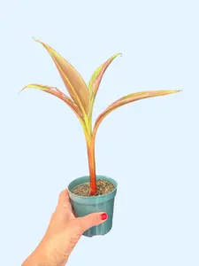 4" Musa Pink 'Nono' -  Rare Variegated Pink Banana Plant