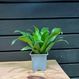 Dracaena deremensis 'Janet Craig' Compacta 2 Inch Pot