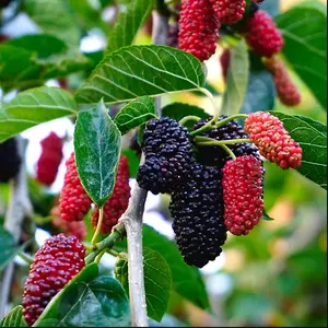Mulberry Plant Live for Planting 5 to 8 Inch Tall, Sweet Mulberry Fruit Tree, Mulberries Seedling (Dwarf Mulberry)