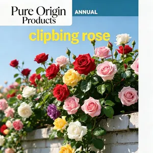 Pure Origin Products Climbing Rose Vines Heirloom and rare varieties ideal for home gardens, non-GMO, easy to grow, and long-blooming perennial flowers. Suitable for cultivation in small gardens, patios, balconies, and indoors. summervibes