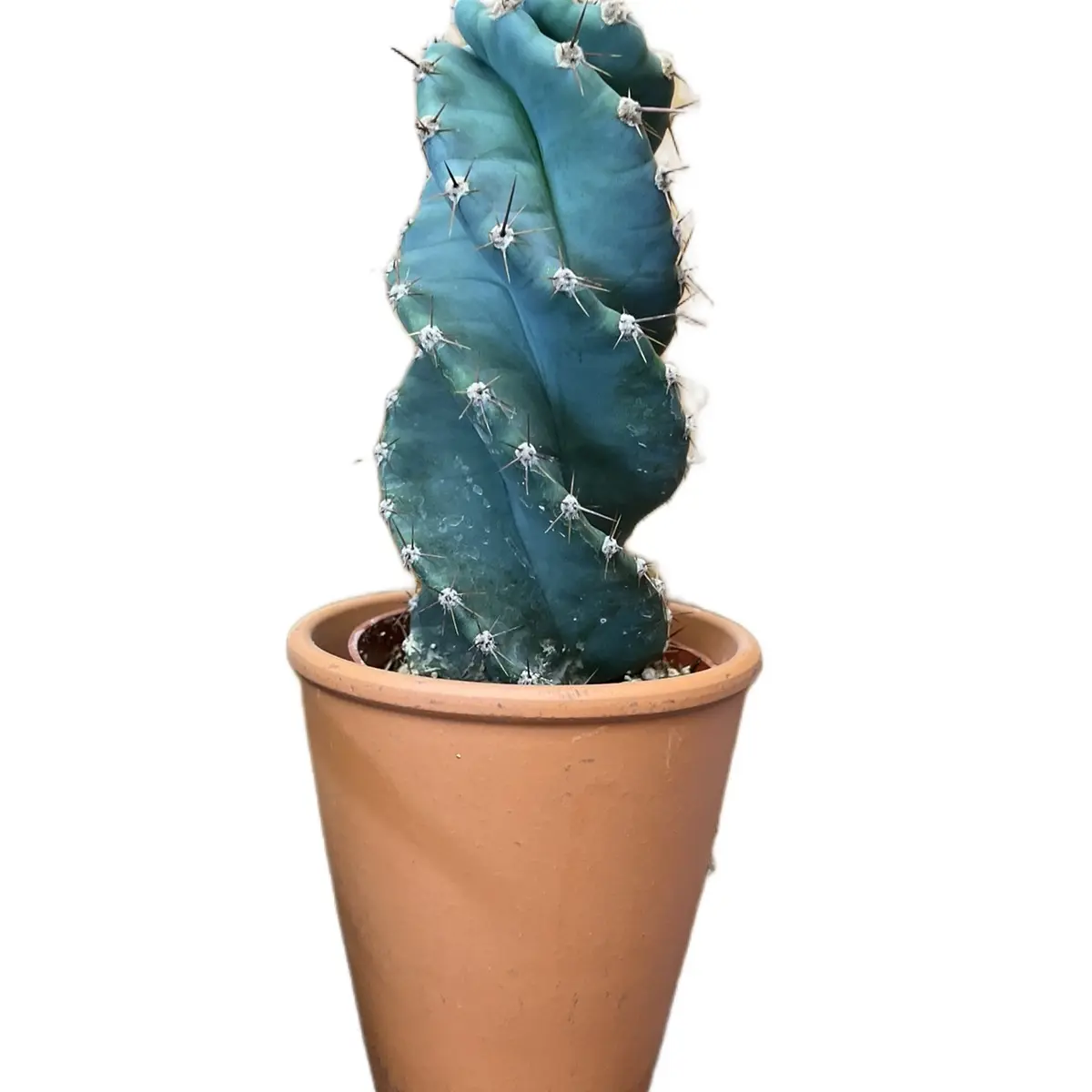 Spiral cactus