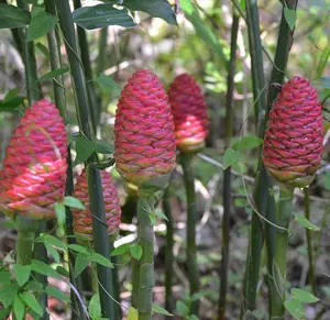 Ginger Shampoo Plants Rhizomes Hawaiian Shampoo Ginger Bulbs Bitter Ginger Plant Roots Awapuhi Plants for Garden Pinecone Ginger 2 Live Rhizomes