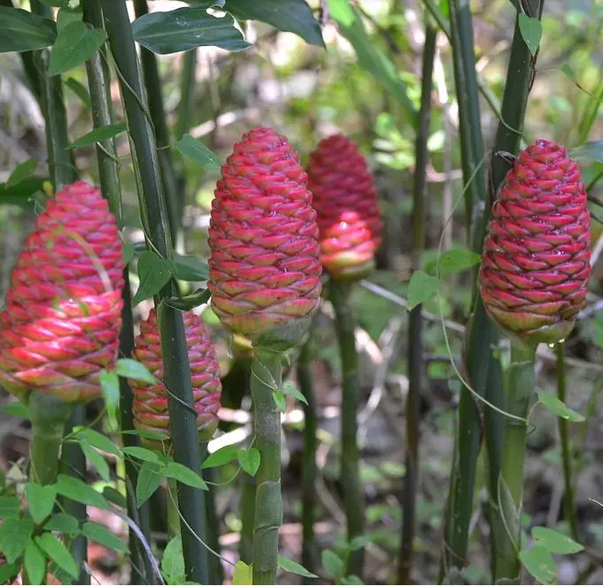 Ginger Shampoo Plants Rhizomes Hawaiian Shampoo Ginger Bulbs Bitter Ginger Plant Roots Awapuhi Plants for Garden Pinecone Ginger 2 Live Rhizomes