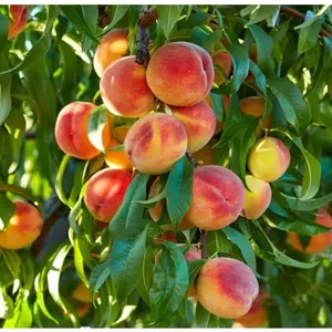 10+  Peach Trees for Outdoor Planting Old Variety Orchard Seeds with Sweet Taste Perfect for Home Gardening Exclusively Available from Legendary Stores
