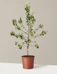 Honeycrisp™ Apple Tree