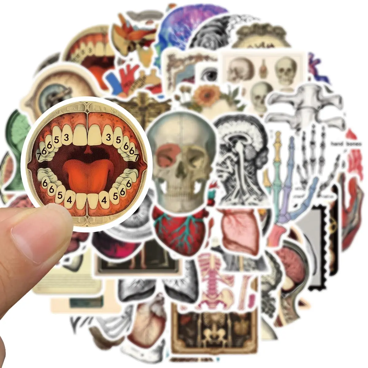 Human Organ Pattern Sticker, Graphic Decal, 50pcs/set Medical Body Organ Anatomy Decals, Waterproof Graffiti Sticker for Journal, Planner, Laptop, Refrigerator, Skateboard, Luggage, Kindle, Stickers for Scrapbooking, PVC Waterproof Stickers