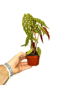 4" Begonia Maculata, Polkadot Begonia, Live Houseplant, Indoor Plant