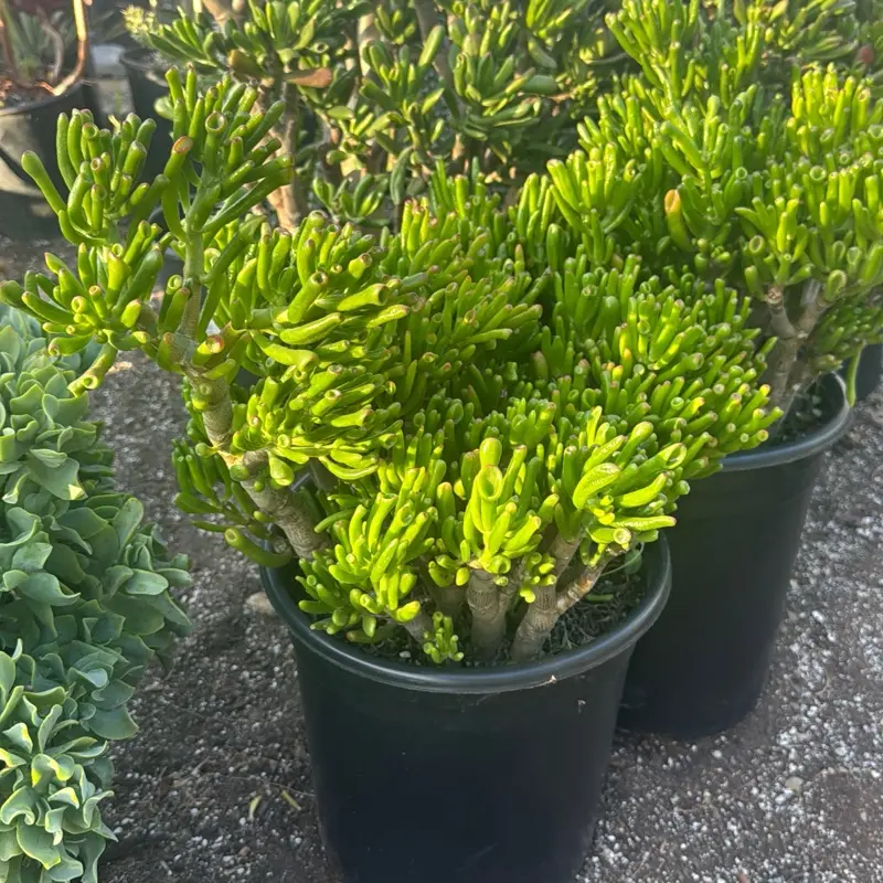 Jade Gollum large ships bare root