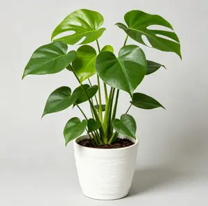 LZ08 / 4 Inch Potted Monstera Deliciosa Live Starter Houseplant, Tropical Split-Leaf Green Foliage With Natural Leaf Fenestrations As It Matures, Low-Fuss Compact Indoor Plant For Desktops, Small Shelves And Minimalist Home Interior Decor