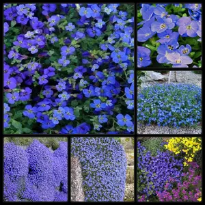200 Fantastic Cascading Blue Aubrieta Hybrida Superbissima Rock Cress Seeds
