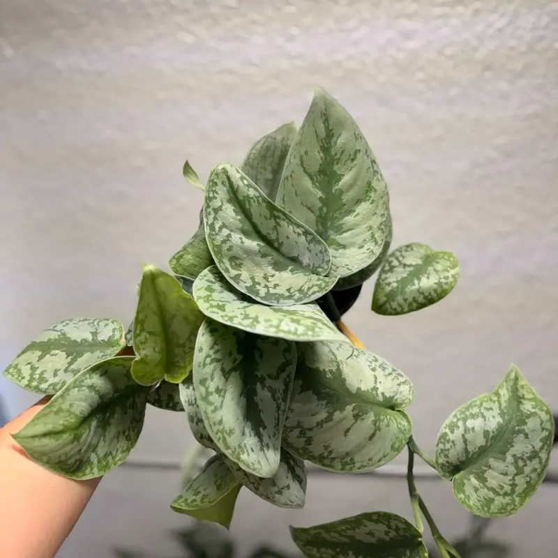 Silver Anne Pothos Live Houseplant - Low-Maintenance Indoor Vining Plant for Home Decor