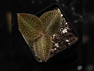 Anoectochilus roxburghii 'Red Stem Pointed Leaves' jewel orchid *Growers Choice*