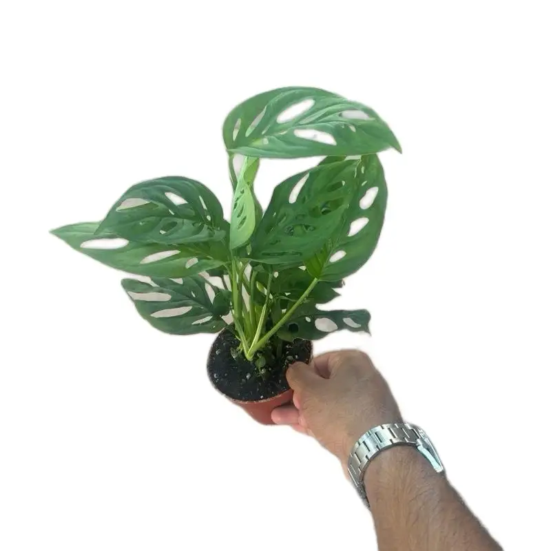 Monstera Adansonii - 4 Inch