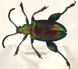 44mm Real Jewel Frog Beetle in Crystal Clear Lucite Resin Specimen Preserved Sagra Buqueti Insect Taxidermy Collection Decor