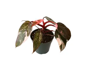 Philodendron Pink Princess 4” Potted Live Plant - Philodendron Erubescens