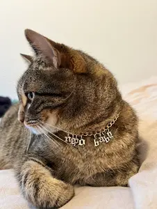 Pet Collar - "nepo baby" - single chain - gold chain and silver letters - custom length - breakaway safety clasp
