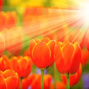 Daydream Orange Tulip Bulbs – 20 Premium Bulbs for Glowing Spring Color