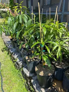 PINA COLADA Dwarf Mango Tree