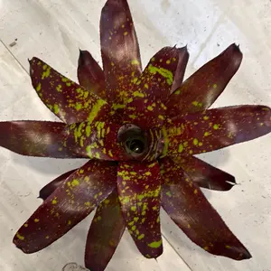 Neoregelia Jenga Bromeliad Live Plant, 6” Pot Rare Tropical Houseplant with Vibrant Foliage for Indoor Home Decor and Plant Collections