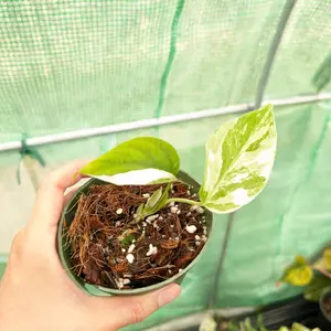 Monstera Albo, Cutting,4in pot, live plant, indoor plants, rare plant