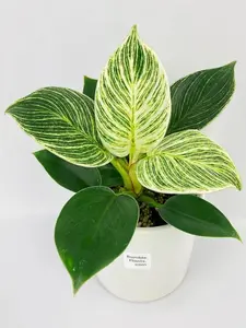 Philodendron Birkin Variegata Healthy Live Houseplant in Potted Nursery Pot - Low Maintenance Care, Easy to Care for, Gift-Worthy Option