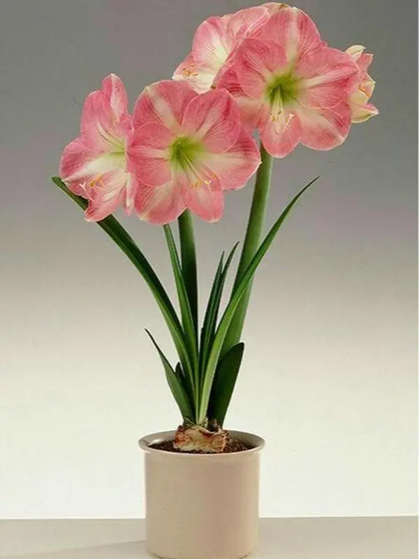 2PC Amaryllis Angela Double Flower Bulbs, Easy-Grow Perennial Ornamental Bulbs for Indoor Home & Balcony Decoration
