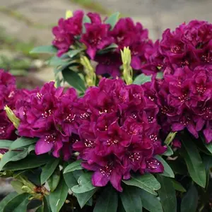 Polar Night Rhododendron