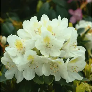 Chionoides Rhododendron