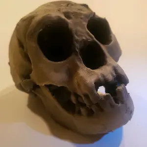 Homo Florensis Full-Size Skull Precision Replica - High-Quality and Accurate Representation of Original Fossil, Detailed Brow Ridges & Teeth